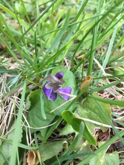 Viola reichenbachiana