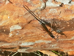 Dolichomitus imperator