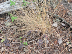 Festuca roemeri