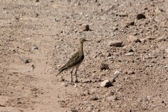 Bartramia longicauda