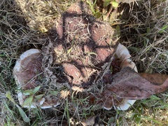 Ganoderma polychromum