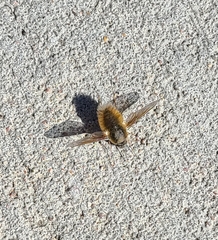Bombyliini