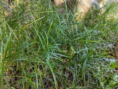 Carex muskingumensis