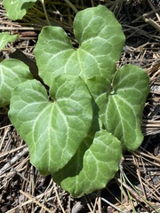 Asarum hartwegii