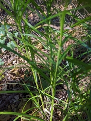Carex muskingumensis