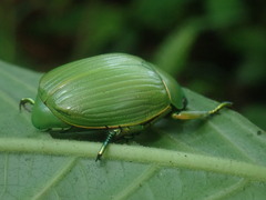 Chrysina costata