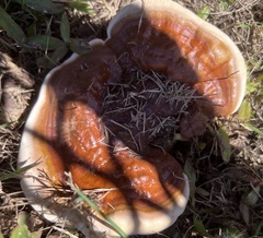 Ganoderma polychromum