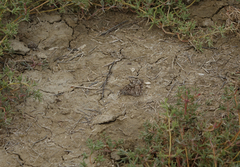 Hipparchia pellucida