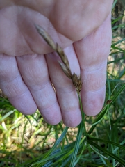 Carex muskingumensis