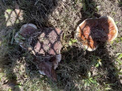 Ganoderma polychromum