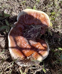 Ganoderma polychromum
