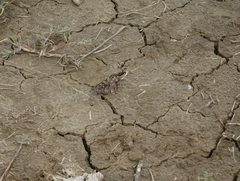 Hipparchia pellucida