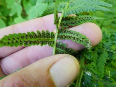 Athyriaceae