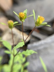 Bidens frondosa