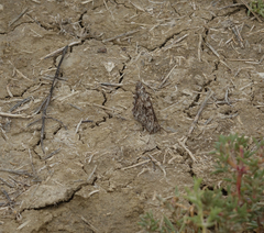 Hipparchia pellucida