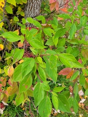 Cornus sericea