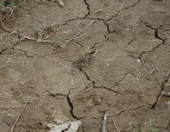 Hipparchia pellucida