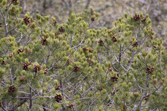 Pinus cembroides