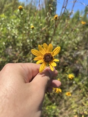 Helianthus angustifolius