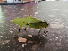 Cnemidophyllum eximium