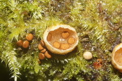 Nidularia deformis