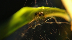 Coleosoma blandum