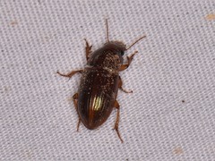 Harpalus gravis