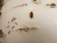 Kleidocerys resedae
