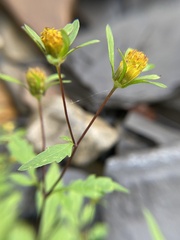 Bidens frondosa