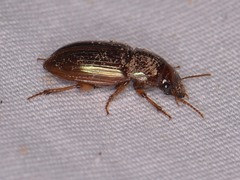 Harpalus gravis
