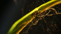 Coleosoma blandum