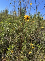 Helianthus angustifolius