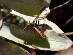 Mischocyttarus flavitarsis