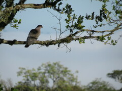 Patagioenas picazuro