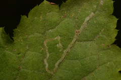 Phytomyza tiarellae