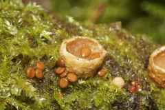 Nidularia deformis