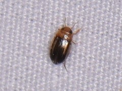 Neobidessus pullus pullus
