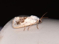 Ponometia erastrioides
