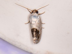 Ponometia erastrioides