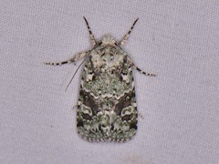 Lacinipolia laudabilis