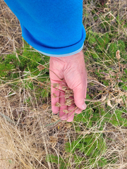 Lomatium nudicaule