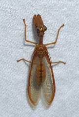 Mantispidae