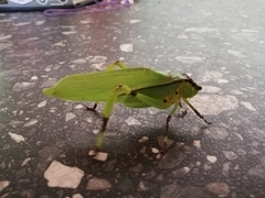 Cnemidophyllum eximium