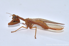 Mantispidae