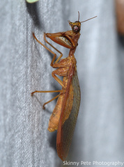 Mantispidae
