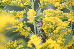 Melanoplus differentialis