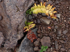 Polystichum andersonii