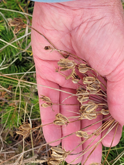 Lomatium nudicaule