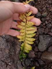 Polystichum andersonii