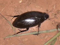 Hydrophilus triangularis
